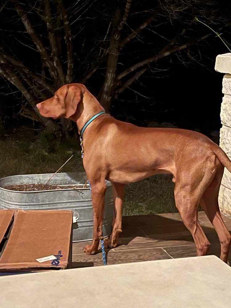 Blue standing tall on the patio at Bout Time Ranch