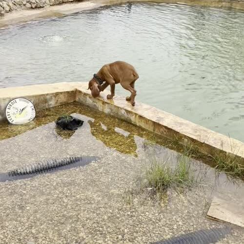 Video: Vizslas playing around the ranch pond
